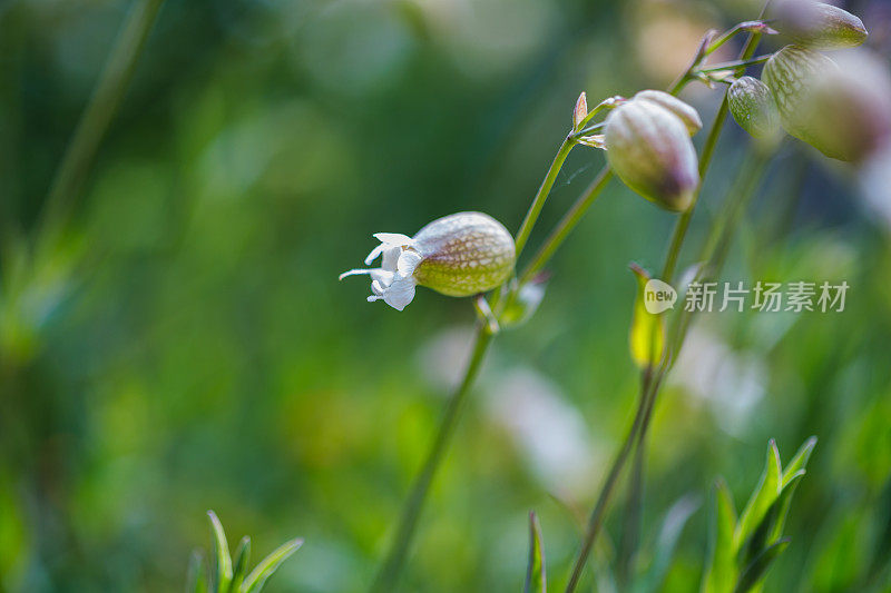 膀胱炎(silene vulgaris)